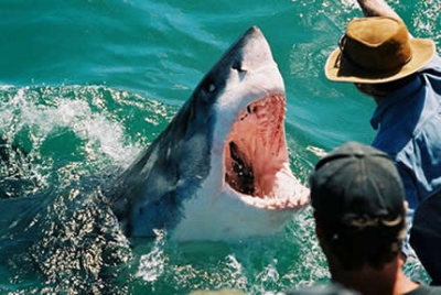 White Shark Africa