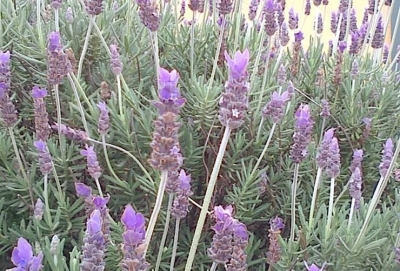 November - December 2016 - No 31