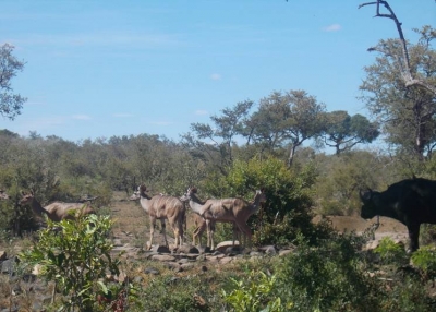 February - March - No 36