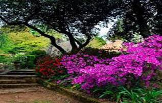 A picture containing tree, outdoor, plant, flower

Description automatically generated